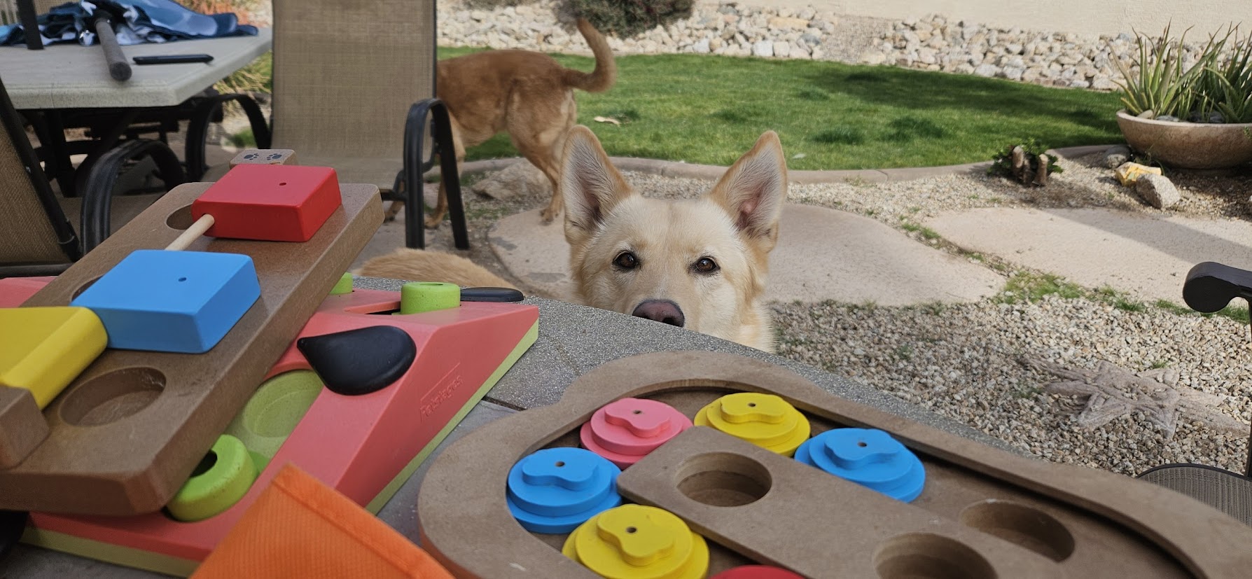 Dog engaging with enrichment toys