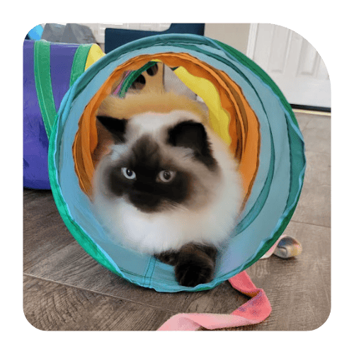 Cat playing in tunnel