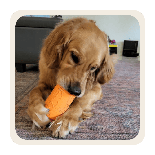 Puppy at home